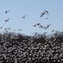 Snow Geese 3
